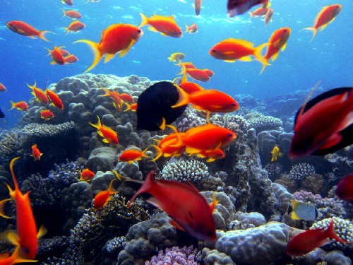 Sharm Holiday Rentals